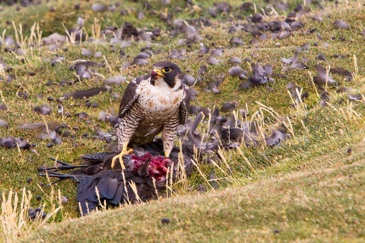 Peregrine Falcon - ML120518801