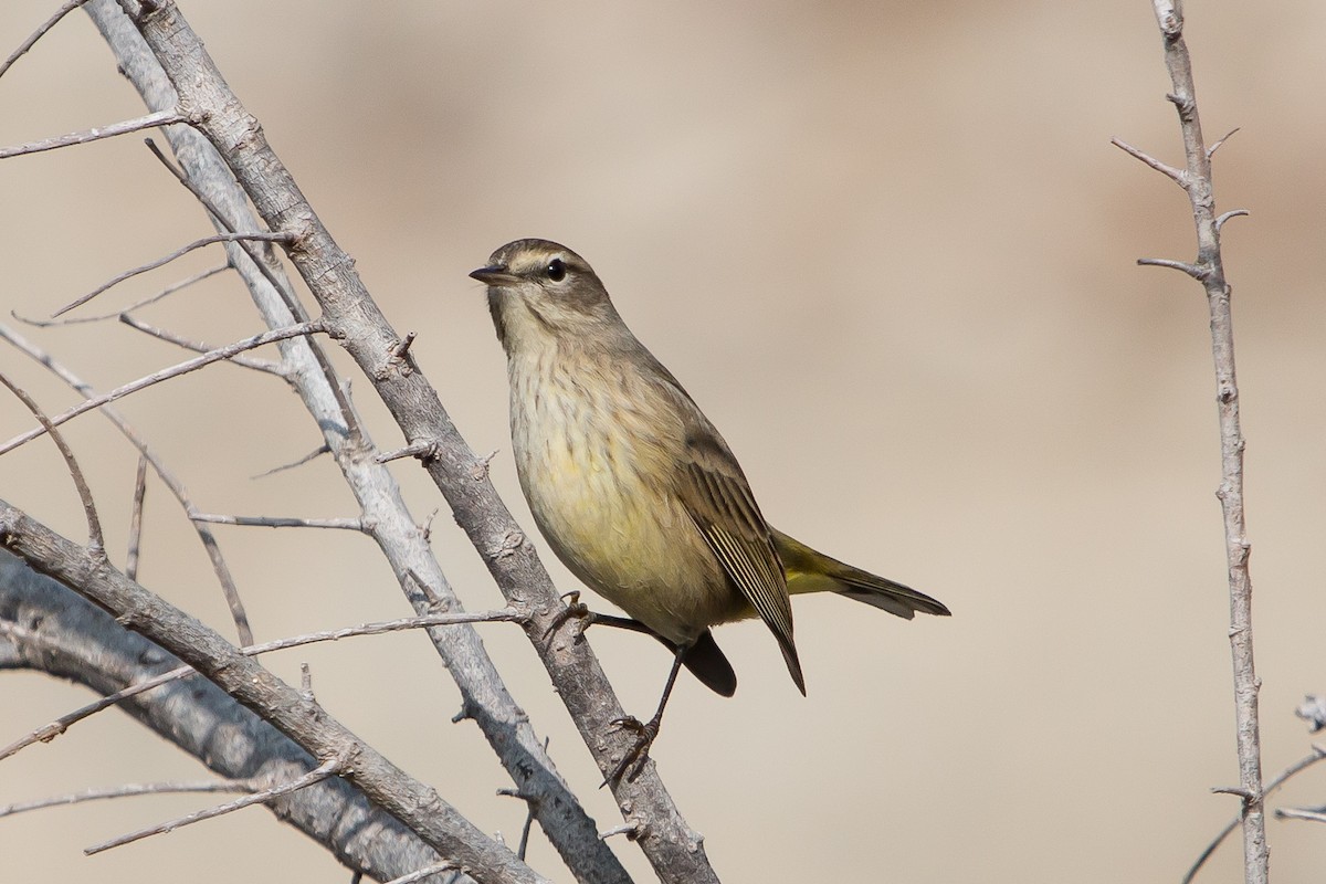 Palm Warbler - ML120518961