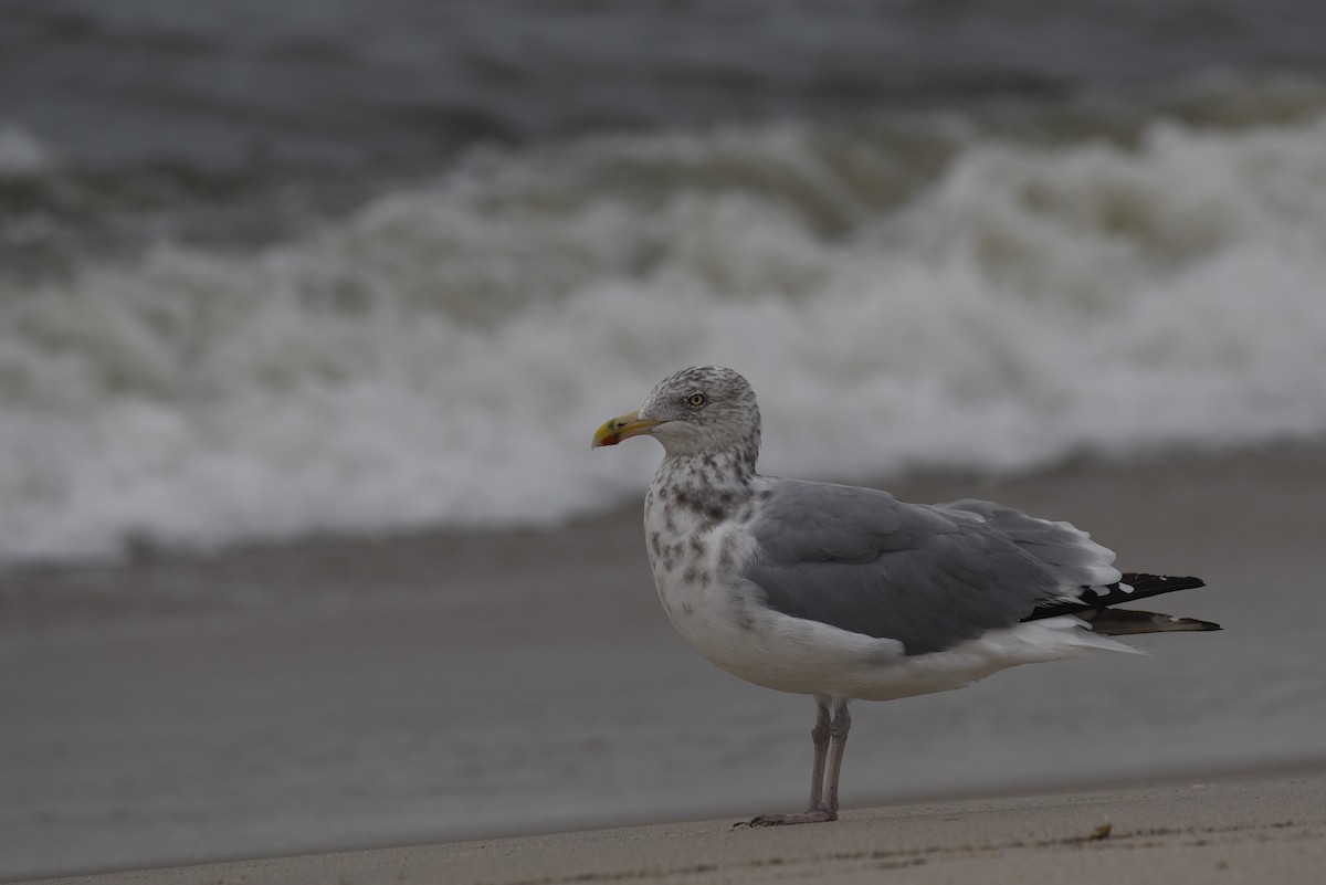 Herring Gull (American) - Hannes Leonard