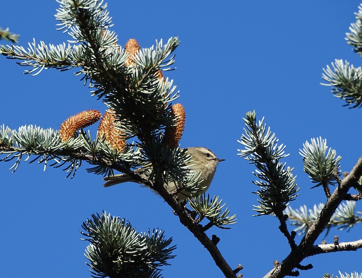 Golden-crowned Kinglet - ML120520501