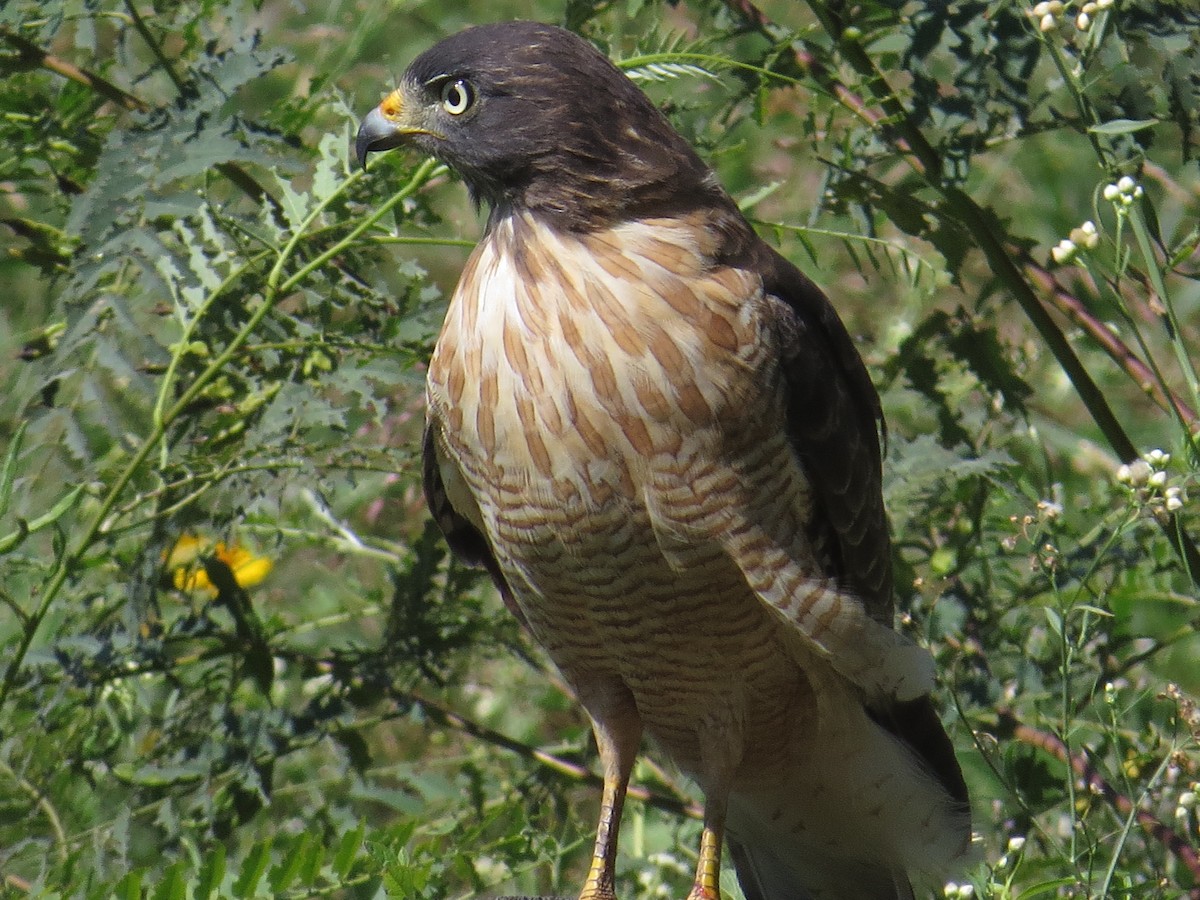 Roadside Hawk - ML120522141