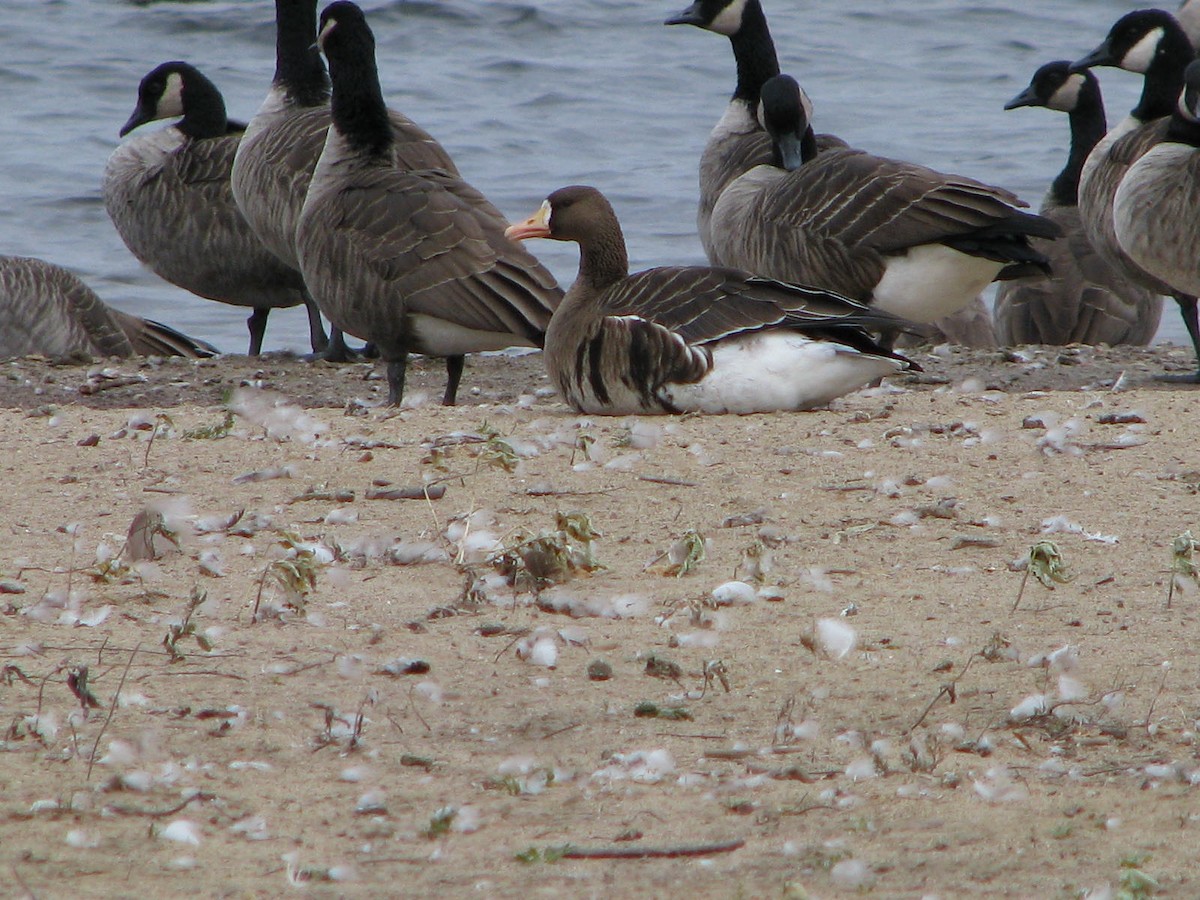 Greater White-fronted Goose - ML120522311