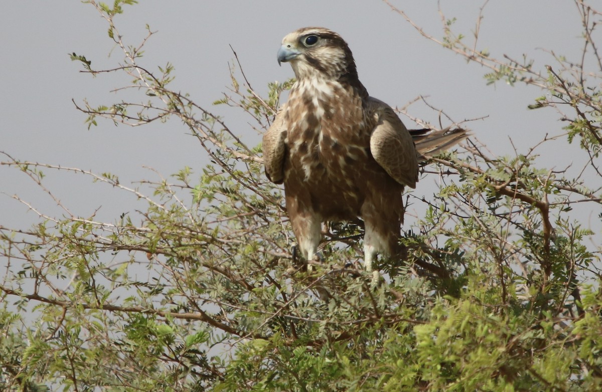 Falco laggar - ML120523231