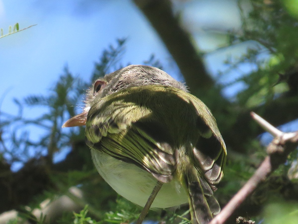 Pearly-vented Tody-Tyrant - ML120523511