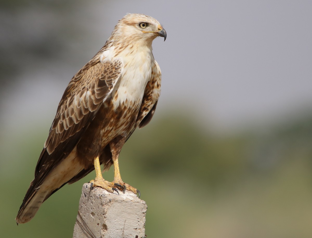 Long-legged Buzzard - ML120523611