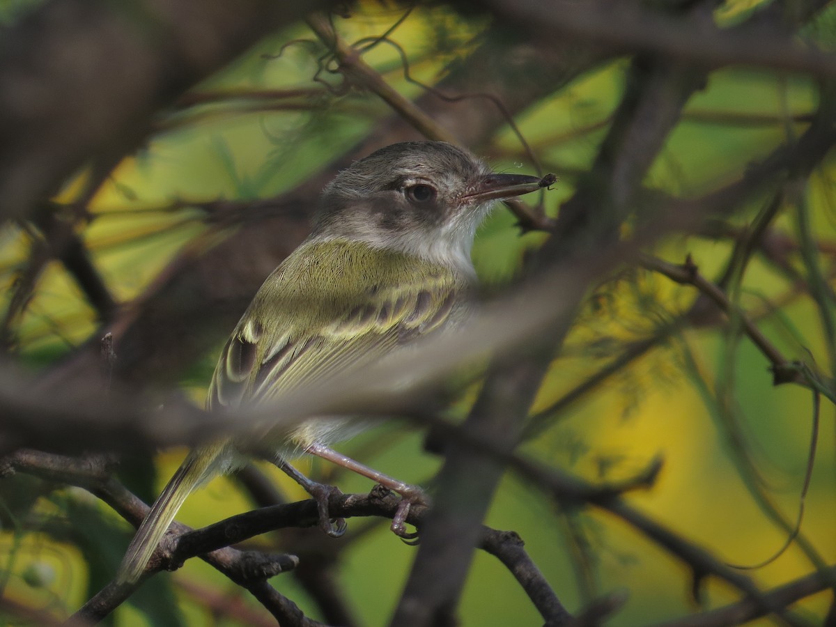 Pearly-vented Tody-Tyrant - ML120523621