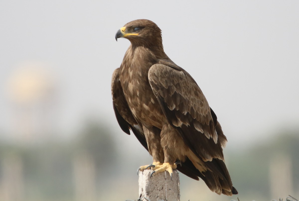 Steppe Eagle - Bhaarat Vyas