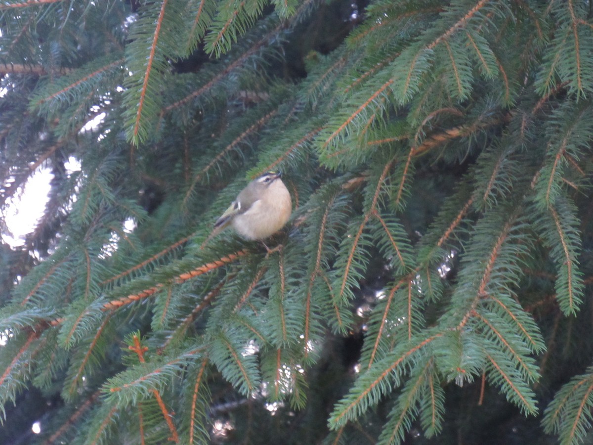 Golden-crowned Kinglet - ML120524281