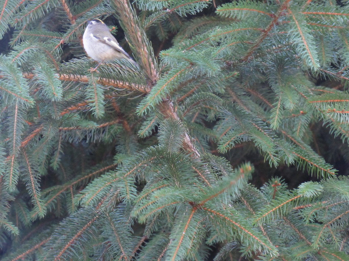 Golden-crowned Kinglet - ML120524301