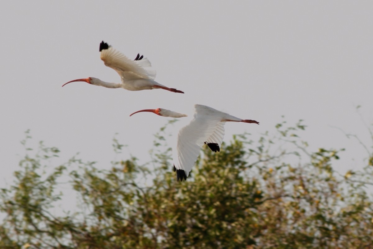 White Ibis - Manfred Bienert