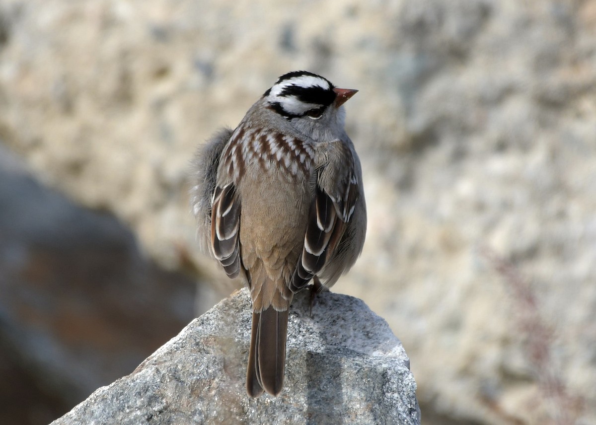 White-crowned Sparrow - David Provencher