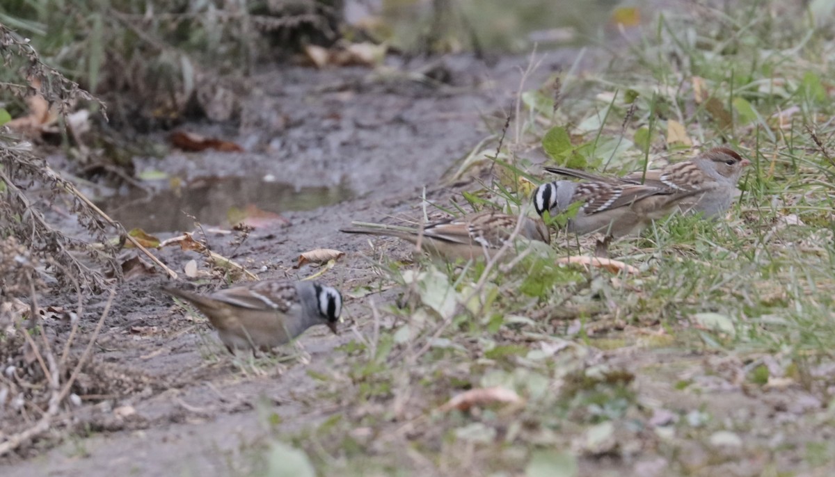 White-crowned Sparrow - ML120526261
