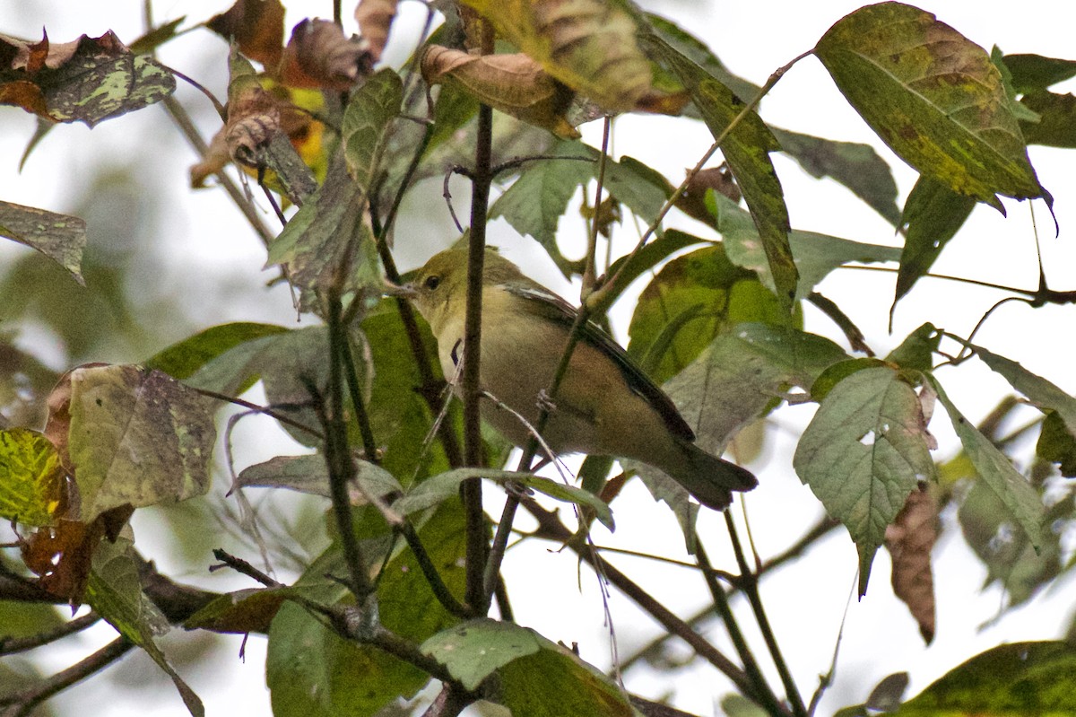 Bay-breasted Warbler - ML120526561