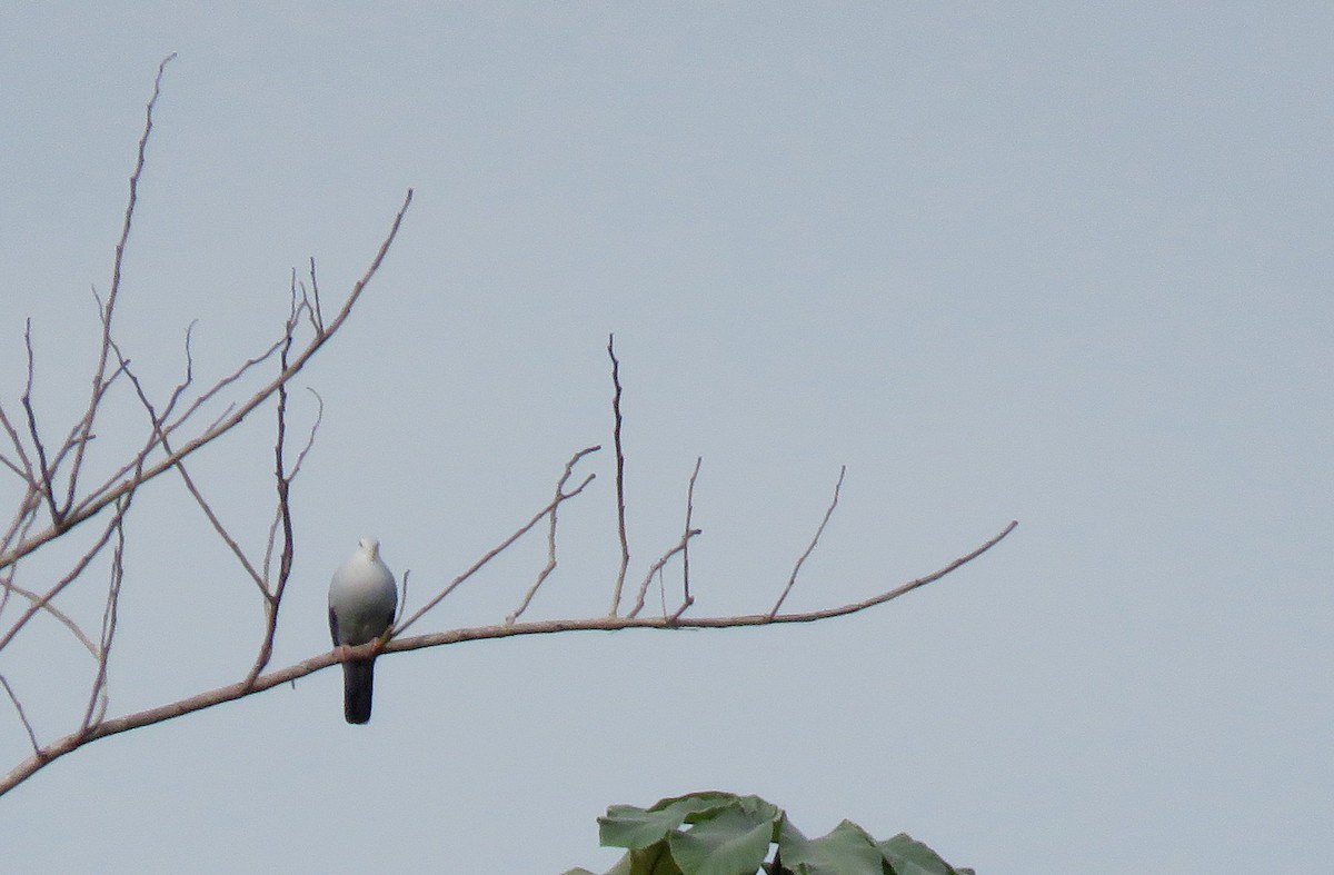 eBird Checklist - 6 Oct 2018 - Pueblo Nuevo, Km 42. Nariño, CO (1.525 ...