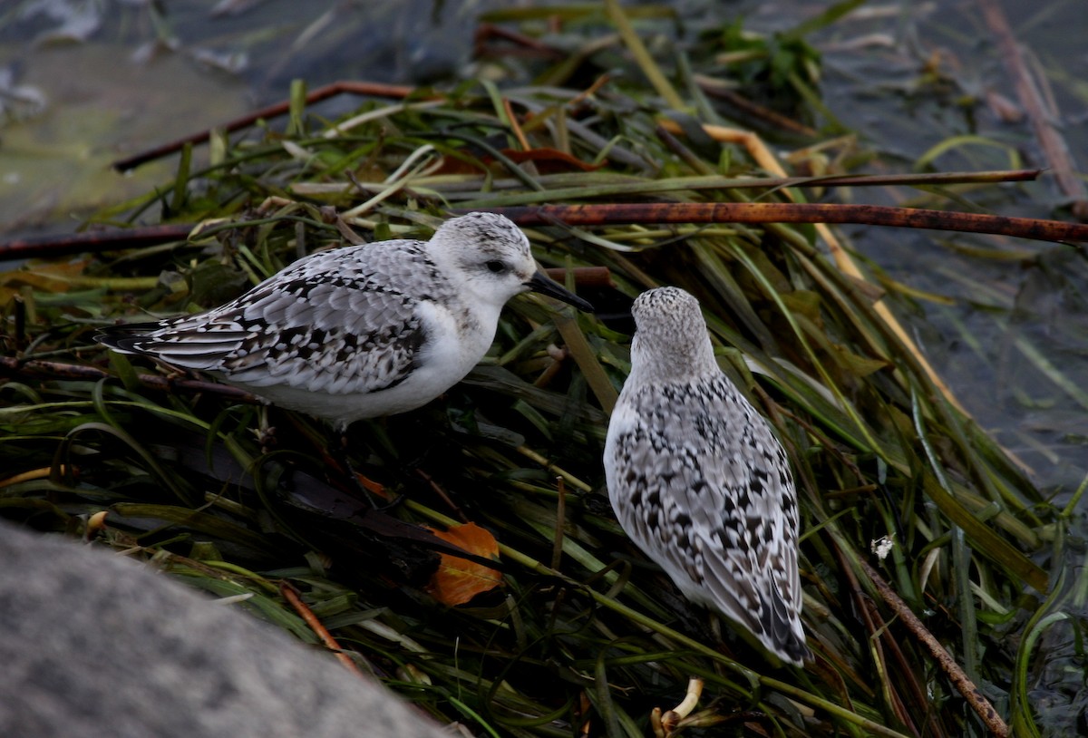 Sanderling - ML120527671