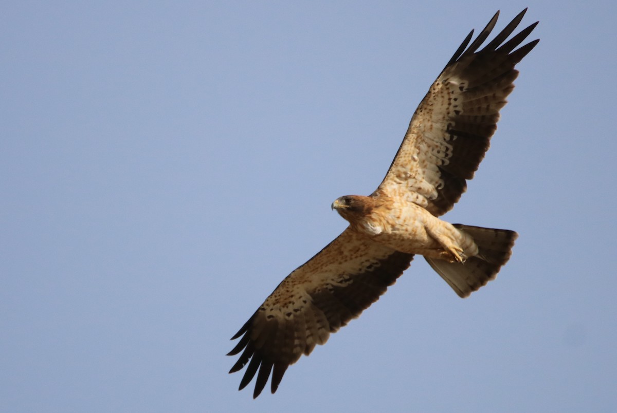 Booted Eagle - ML120527921