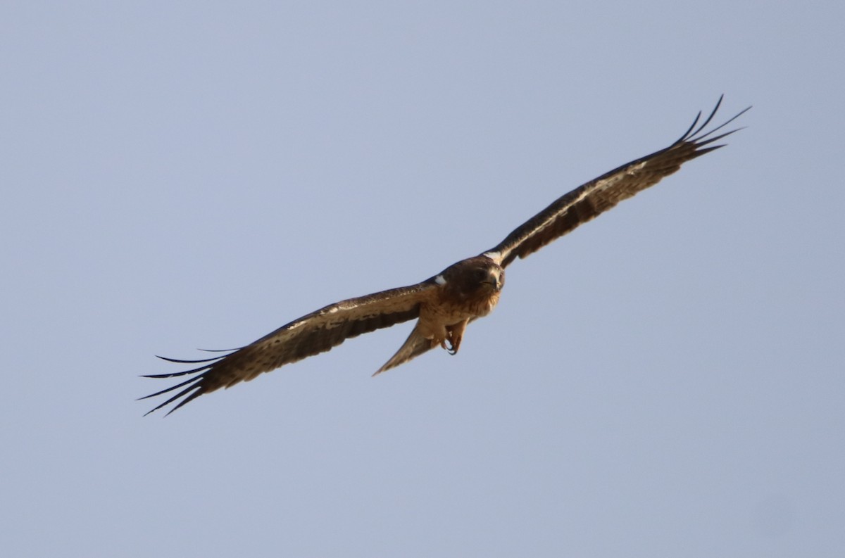 Booted Eagle - ML120528151