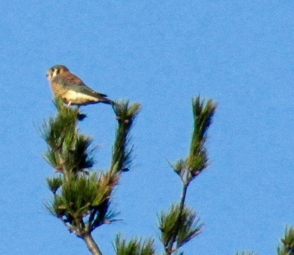 American Kestrel - ML120528571
