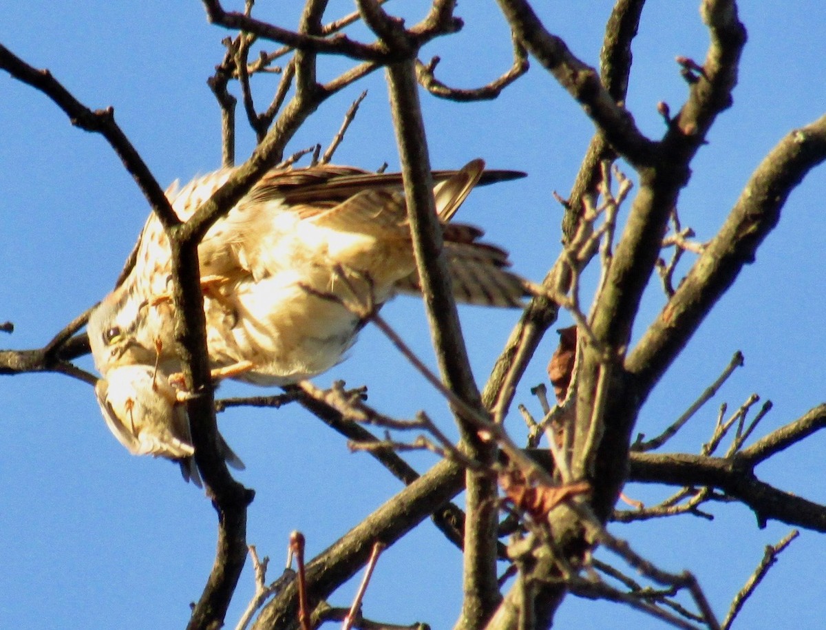 American Kestrel - ML120528581