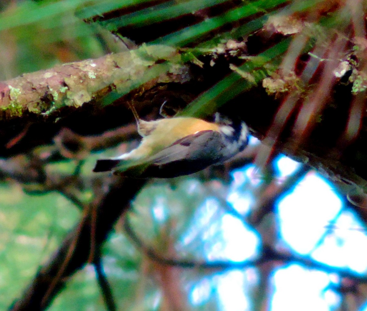 Red-breasted Nuthatch - ML120528901