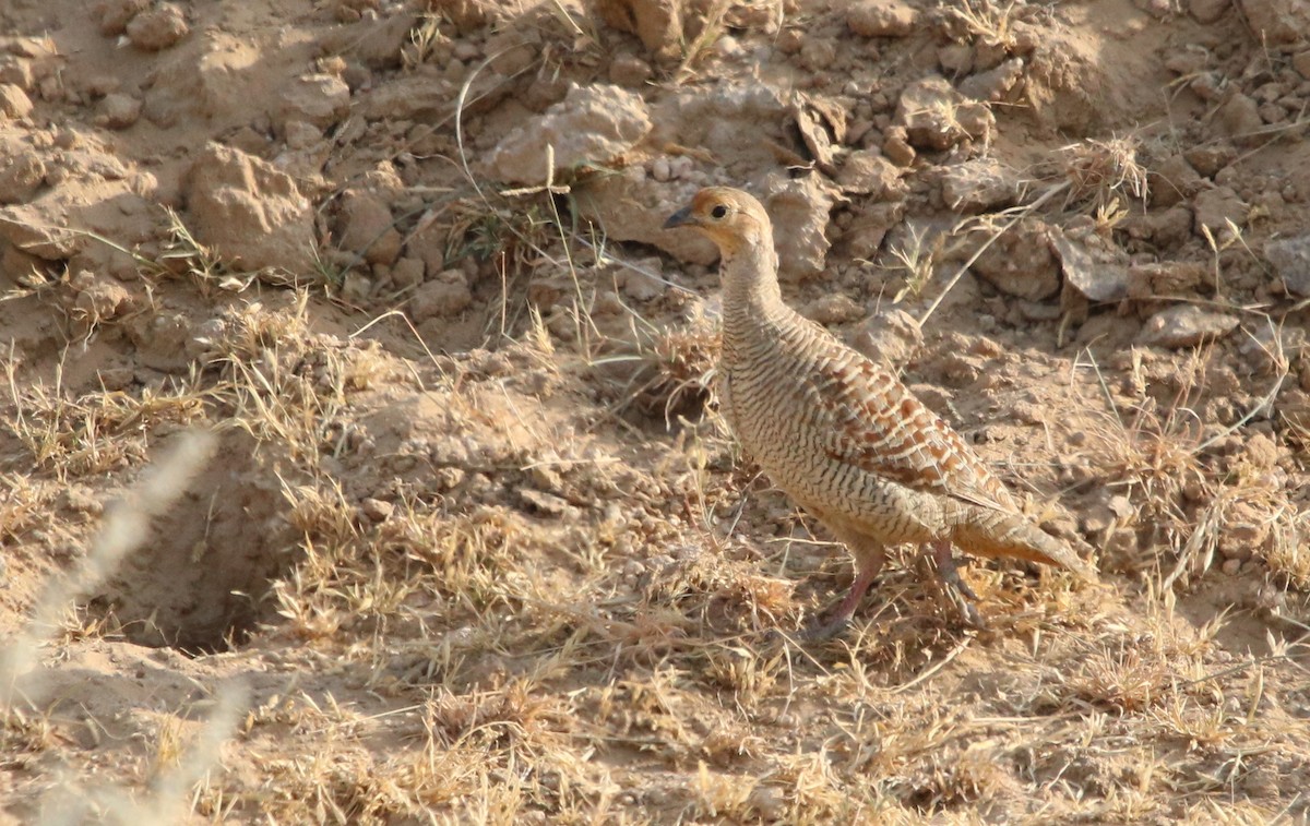 Gray Francolin - ML120529451