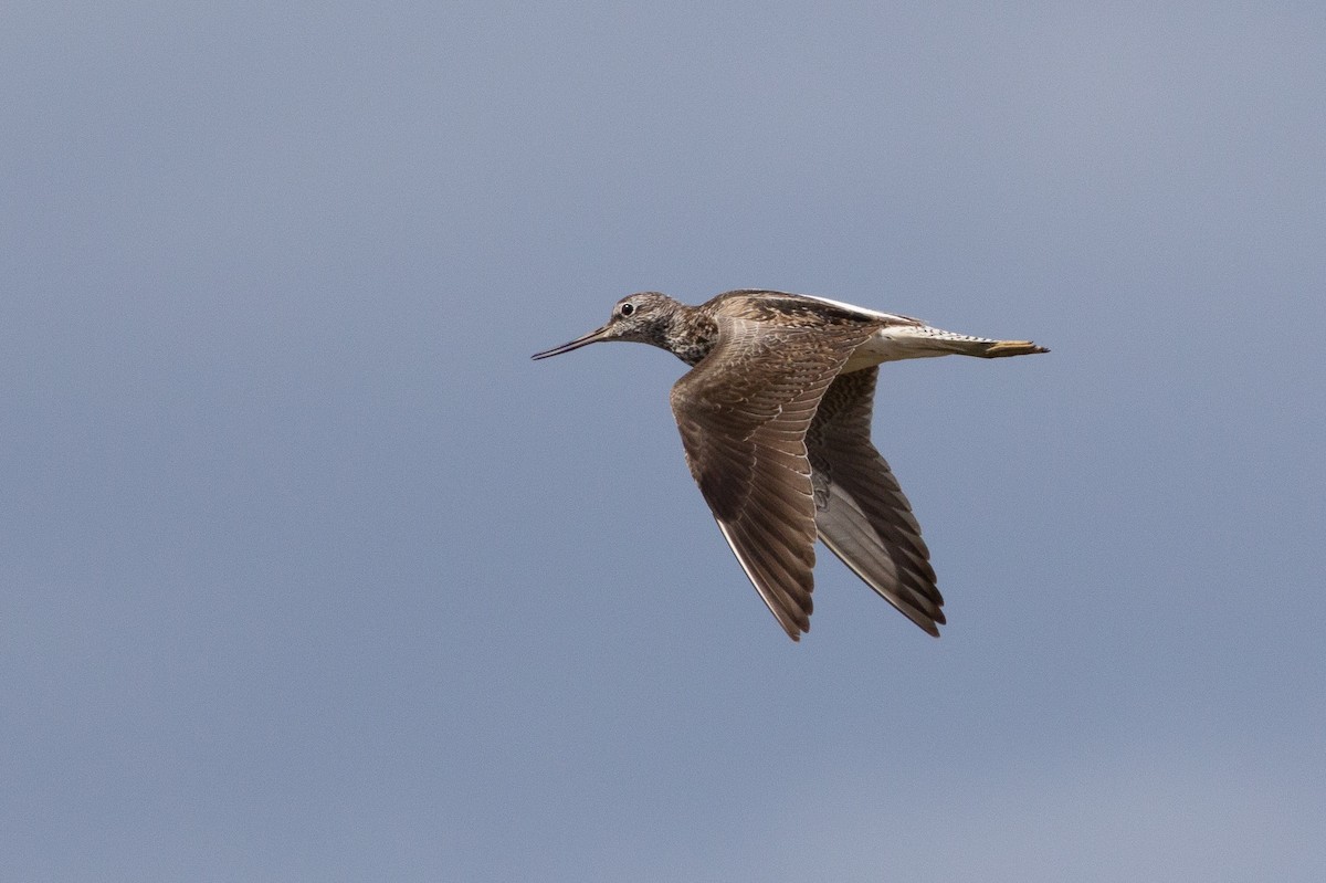 Common Greenshank - Angus Pritchard