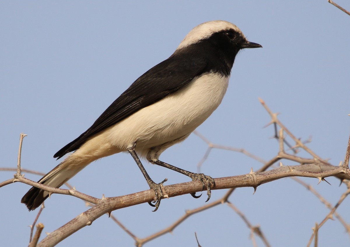 Variable Wheatear - ML120531151