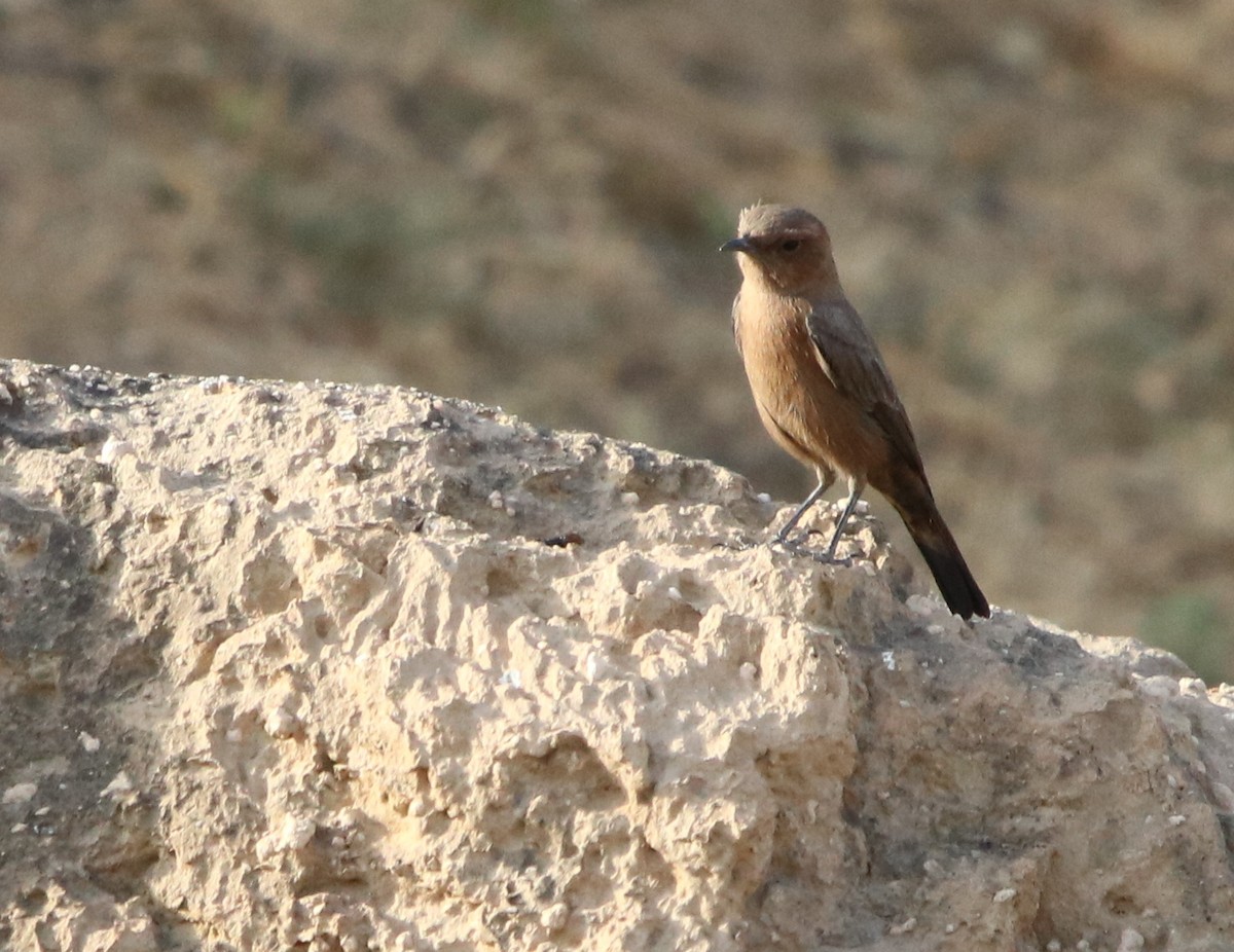 Brown Rock Chat - Bhaarat Vyas