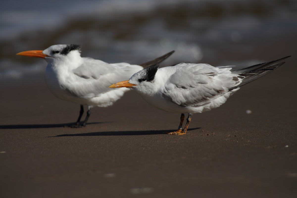 Royal Tern - ML120532161