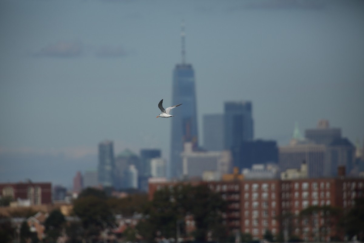 Royal Tern - ML120532171