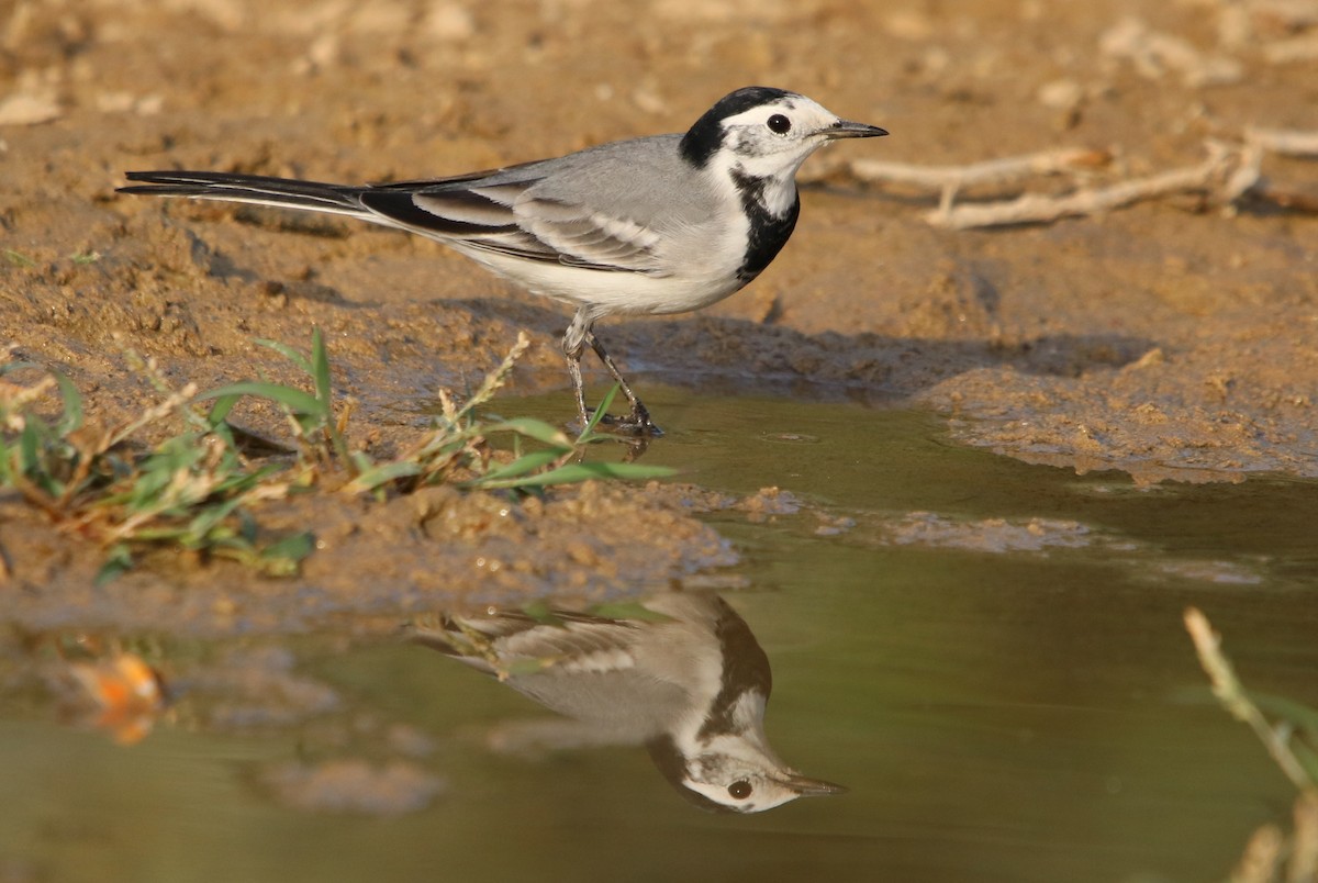 White Wagtail - ML120532921