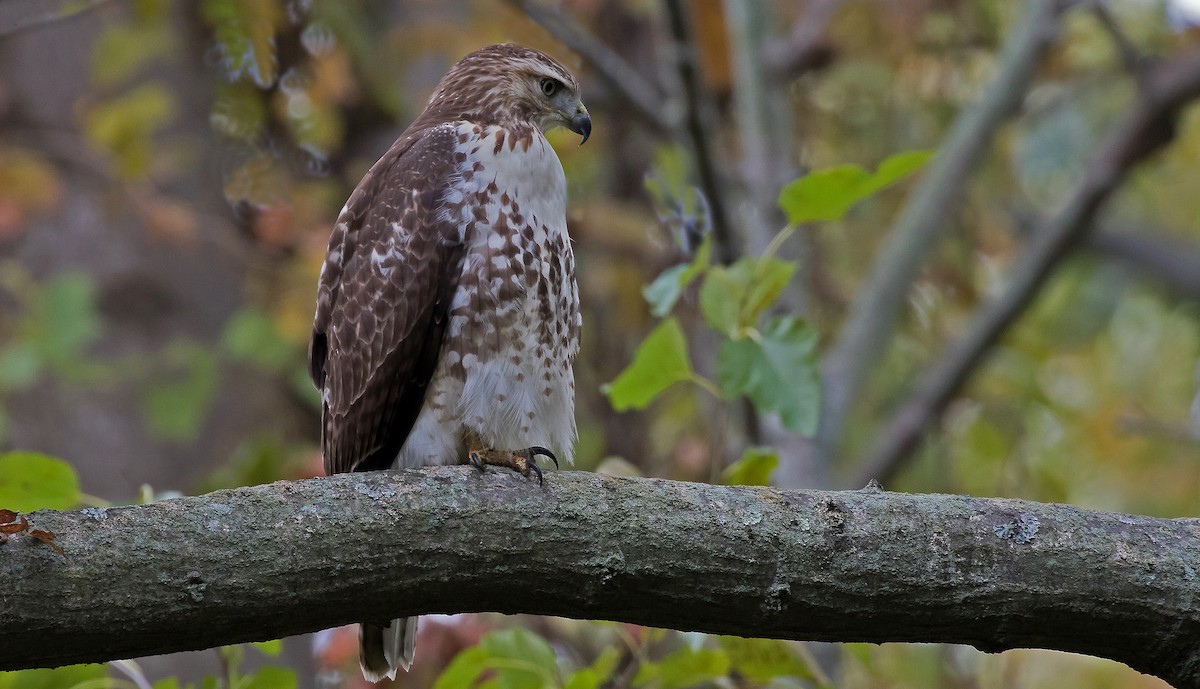 Red-tailed Hawk - ML120534281