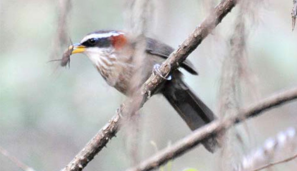 Streak-breasted Scimitar-Babbler - ML120535321