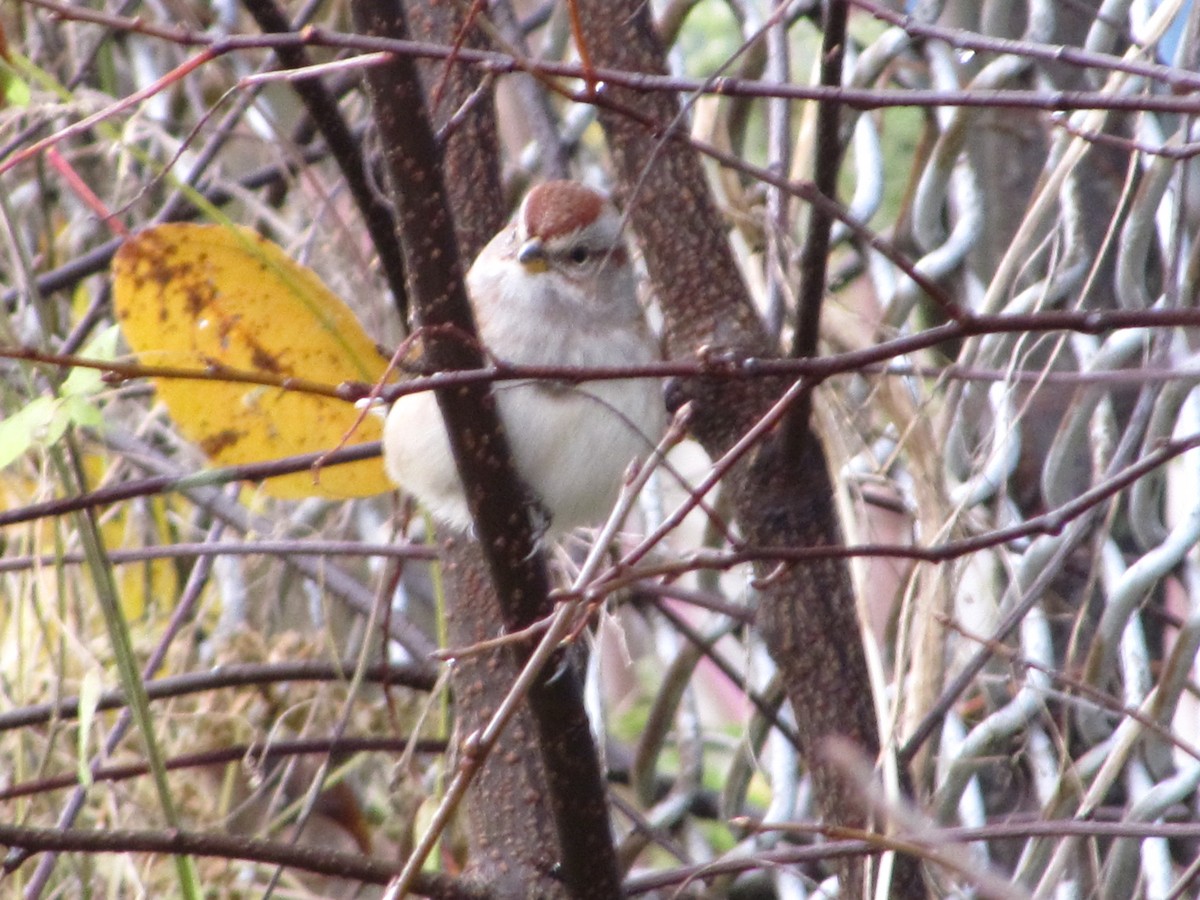 American Tree Sparrow - ML120538091