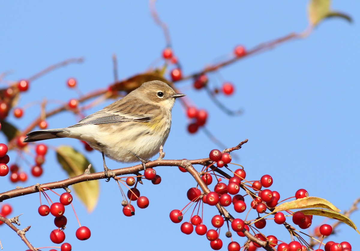 Reinita Coronada (coronata) - ML120539491