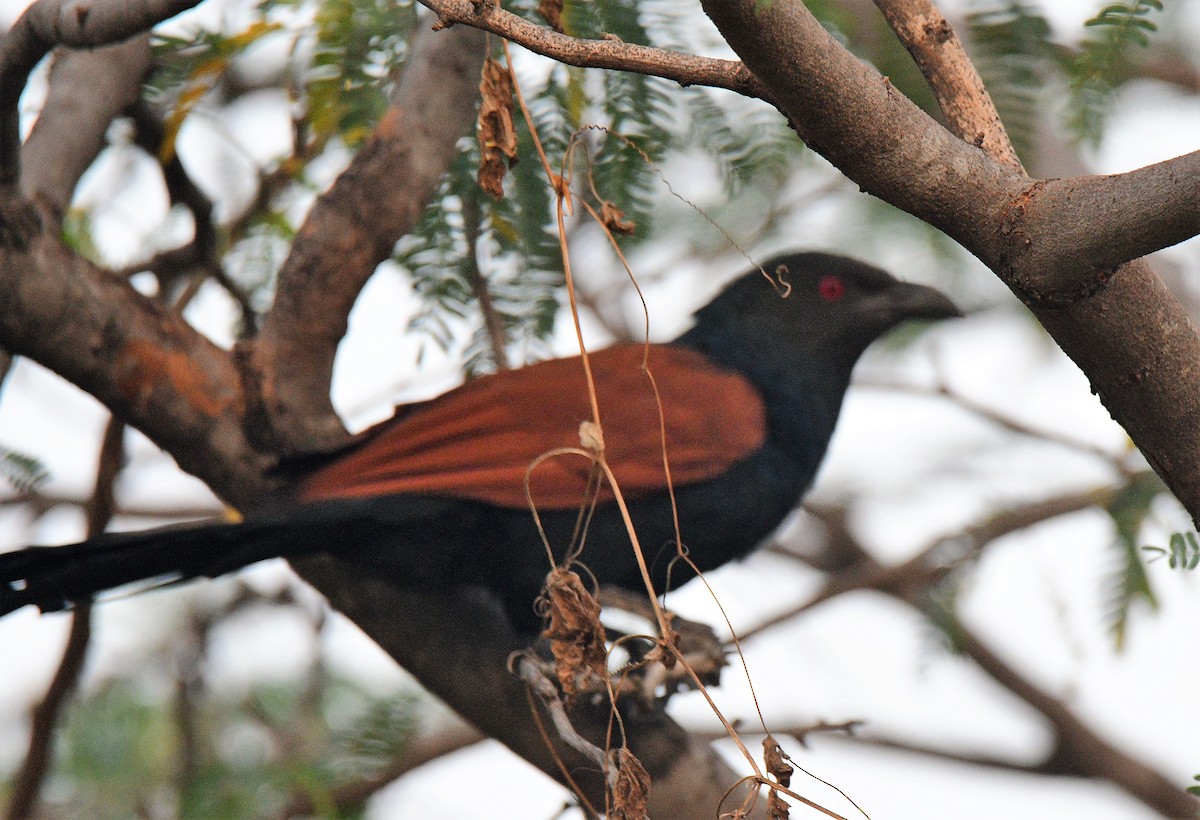 Greater Coucal - ML120539631