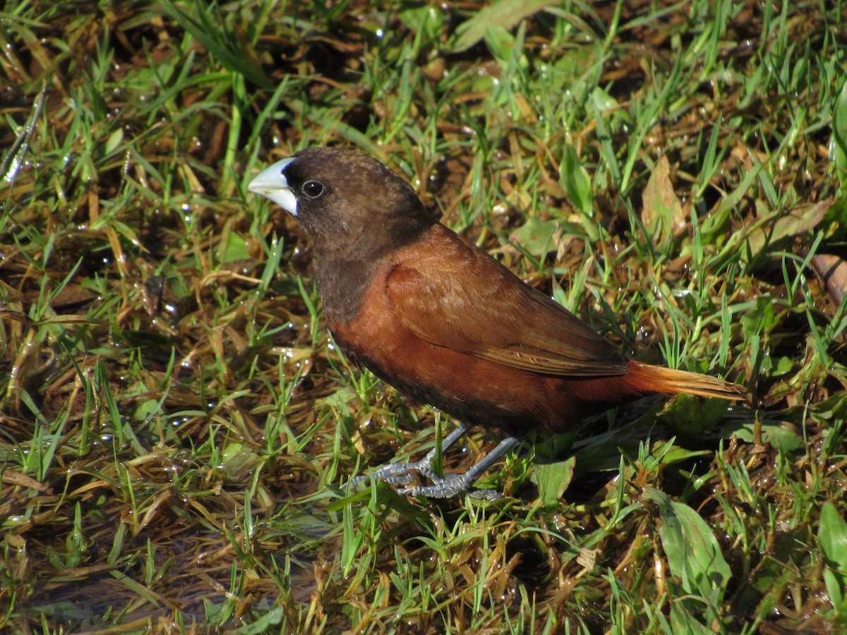 Chestnut Munia - Kellen Apuna