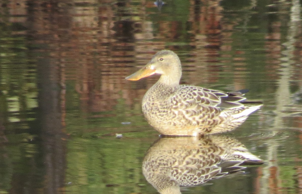 Northern Shoveler - ML120541481