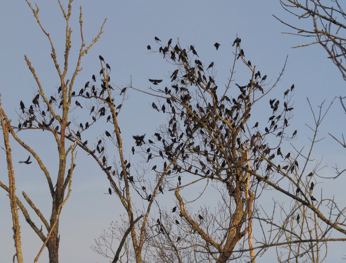 Common Grackle - ML120541881
