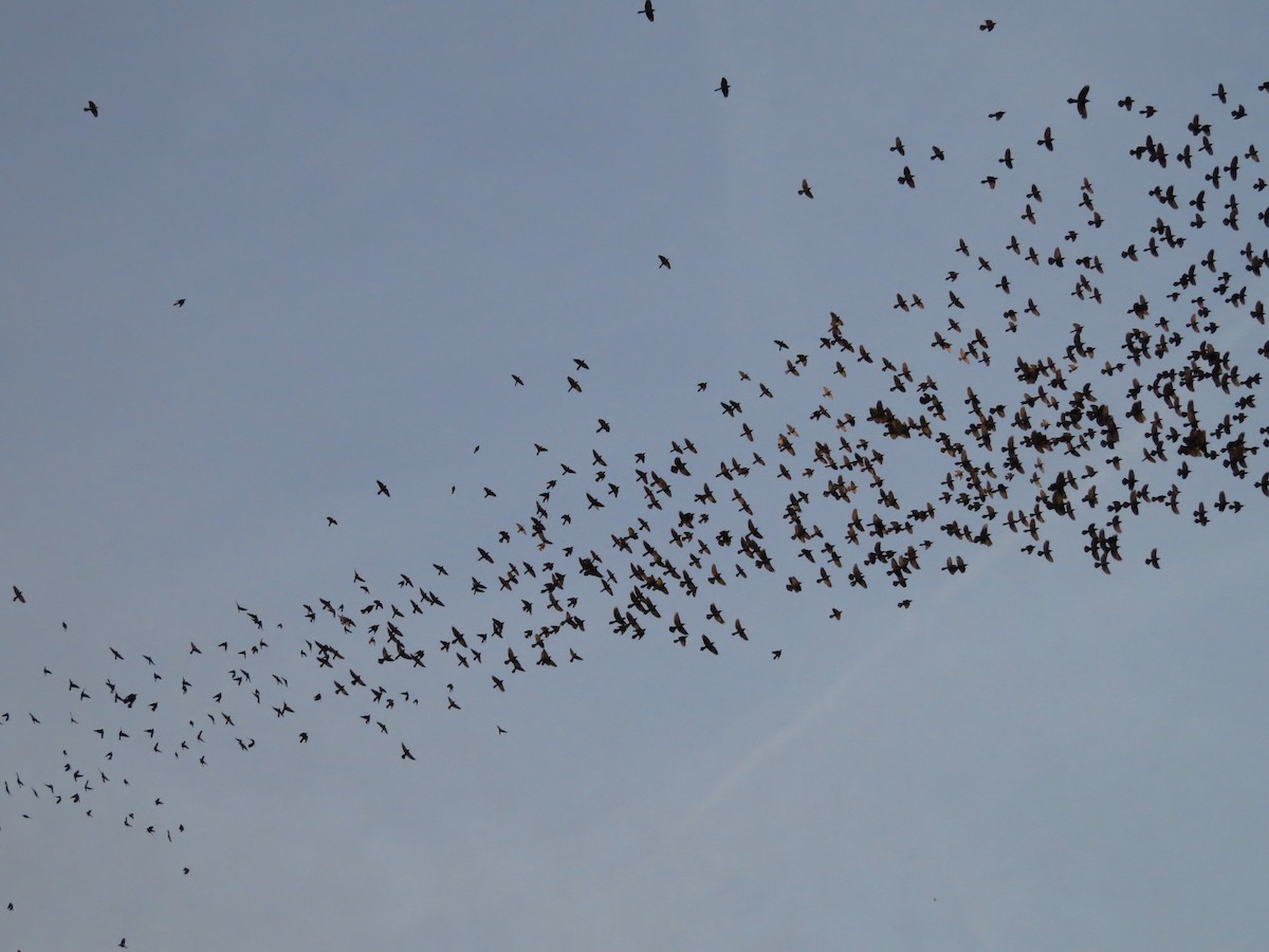 Common Grackle - ML120541931