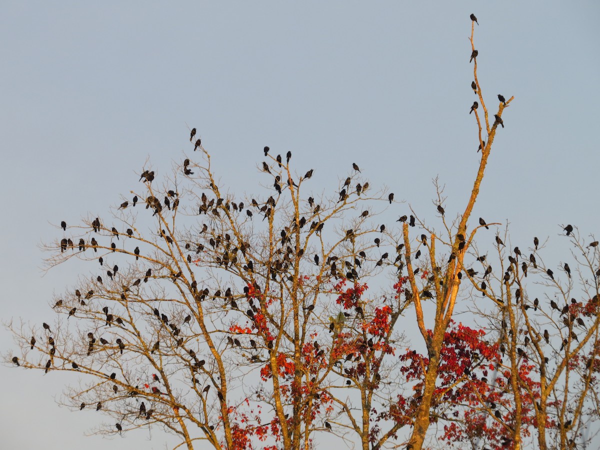 Common Grackle - ML120541951