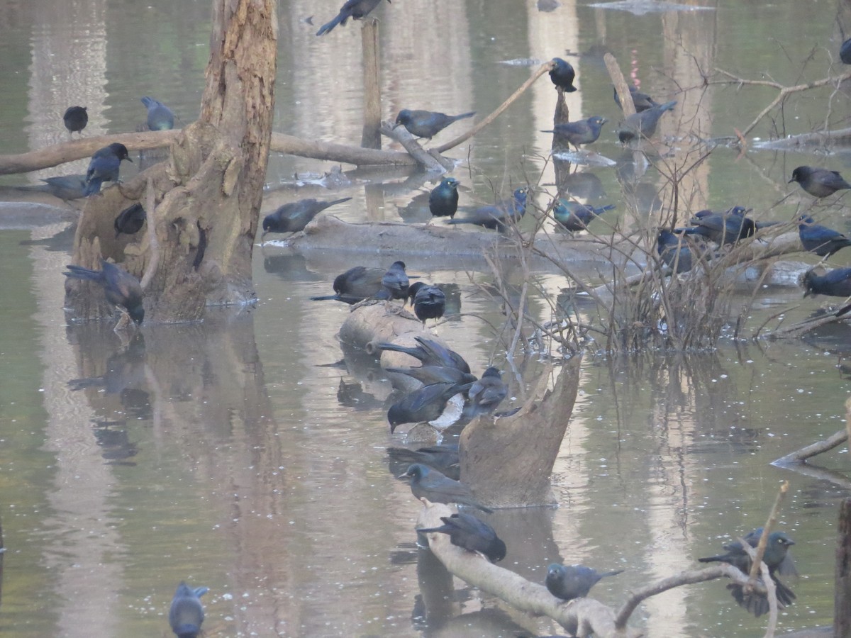 Common Grackle - ML120541961
