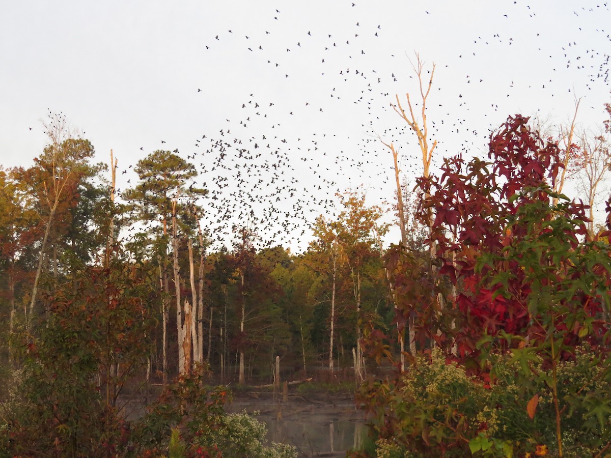 Common Grackle - ML120541981