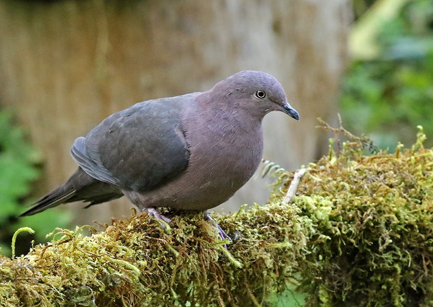 Plumbeous Pigeon - ML120542461