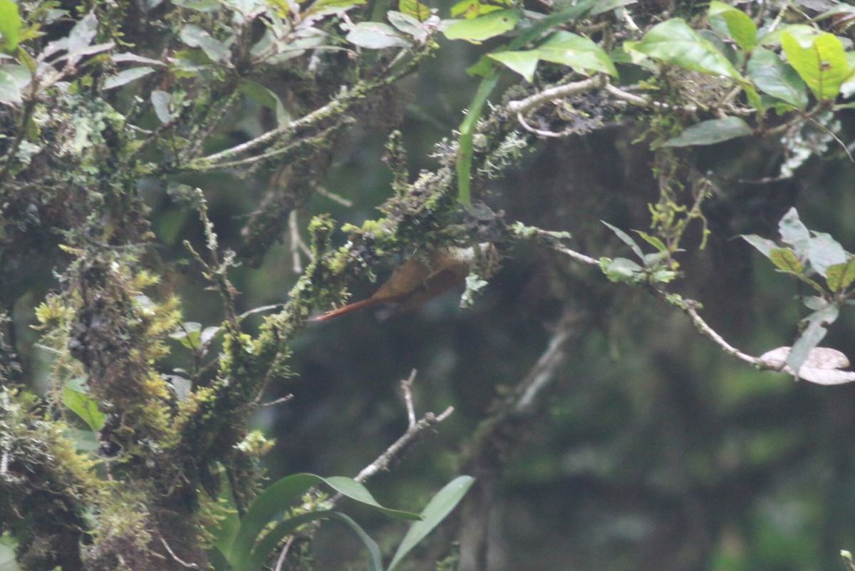 Ruddy Treerunner - ML120542571