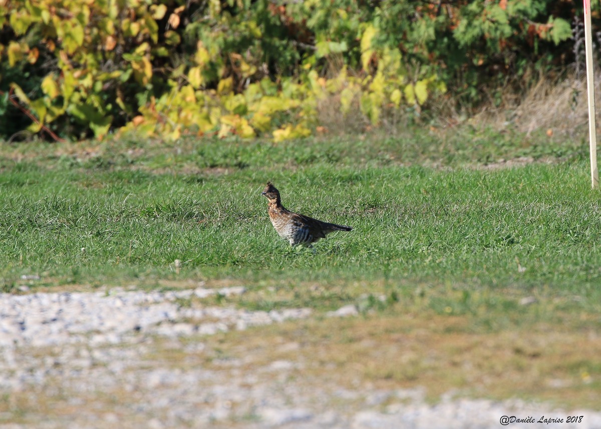 Ruffed Grouse - ML120542871