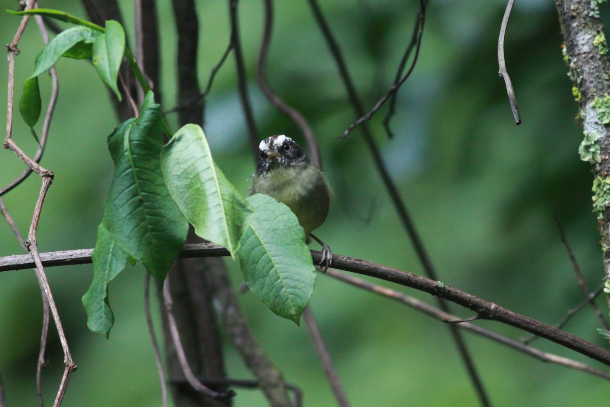 Black-cheeked Warbler - ML120542961