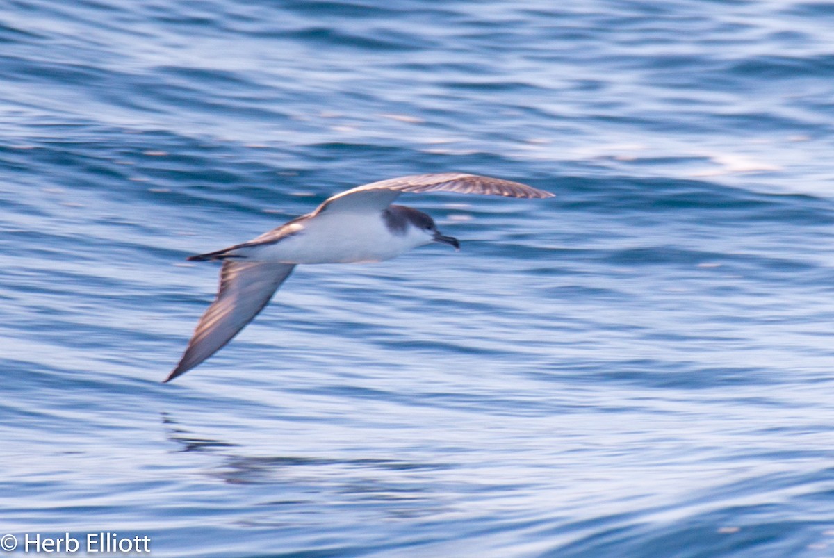 Buller's Shearwater - ML120543871