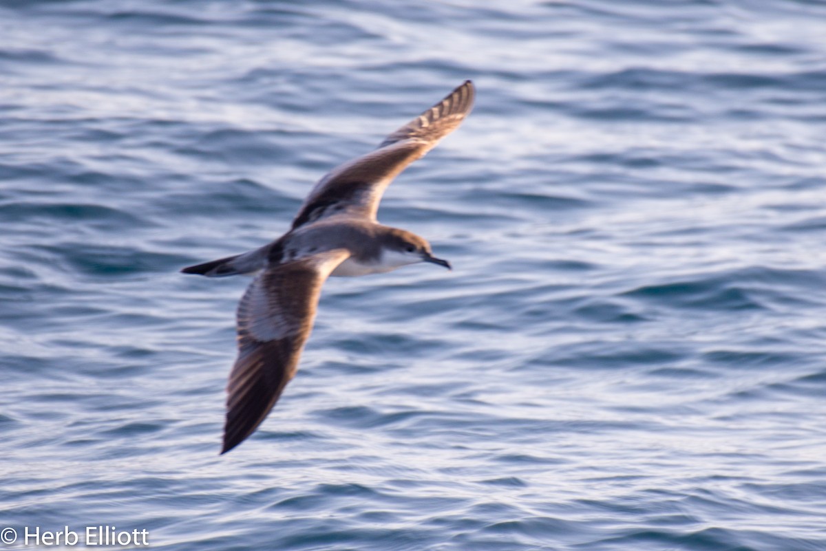 Buller's Shearwater - ML120543881