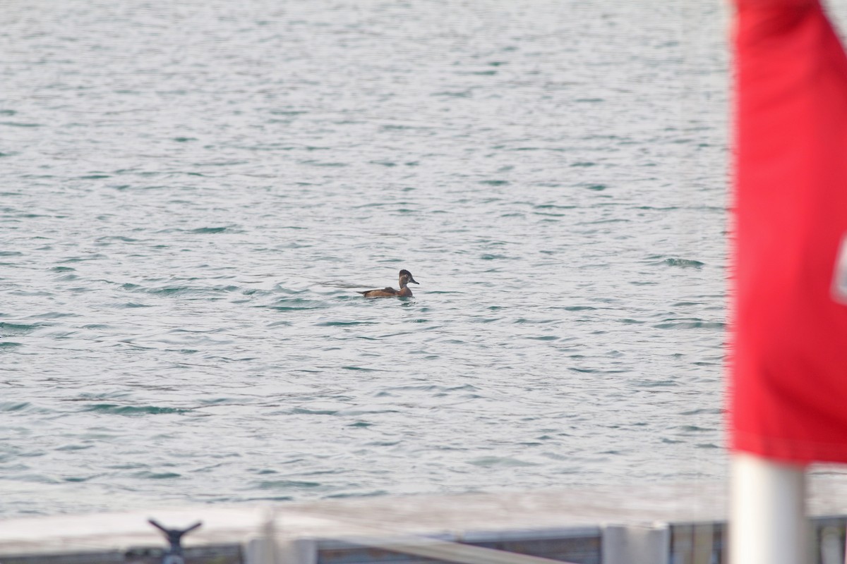 Ring-necked Duck - ML120544351